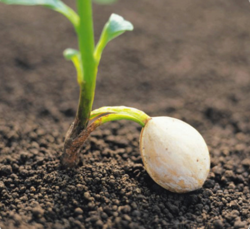 农作物种子防伪标签二维码追溯解决方案-赤坤防伪公司